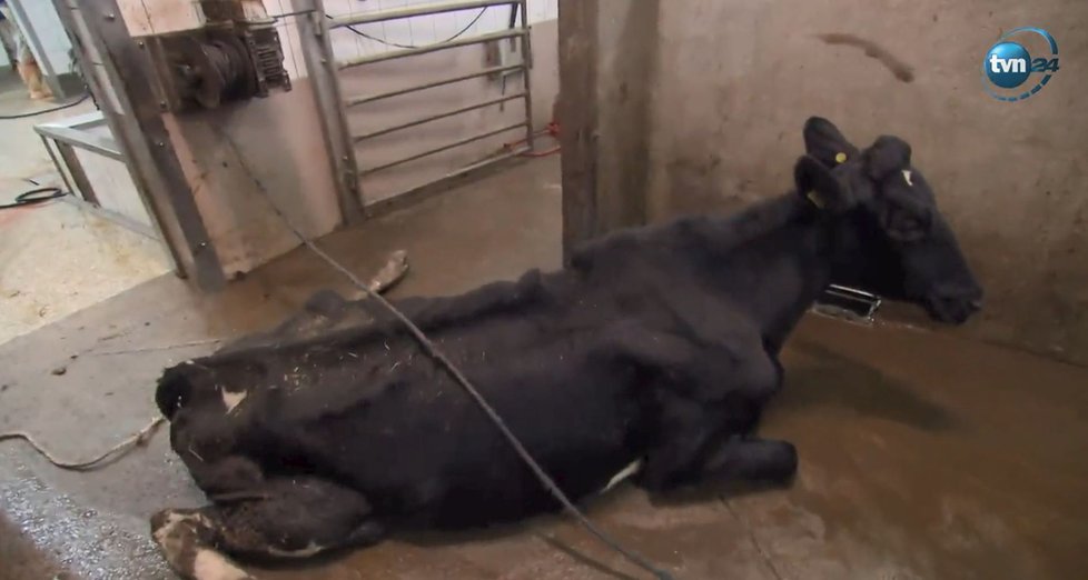 Na polských jatkách byly nelegálně poráženy nemocné krávy, maso z nich se dostalo i do Česka