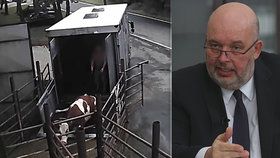 Děsivé video kopání do krav: Šlo o chyby jednotlivců, říká šéf jatek. Ministr zuří