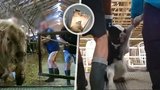 Týrání na jatkách ve Žlunicích: Nemohoucí krávy vláčeli navijákem