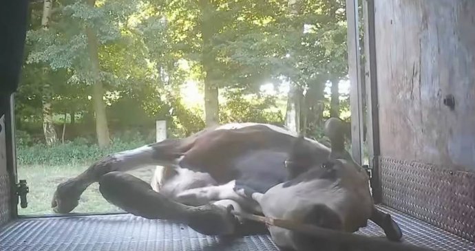 Na záběrech jsoueze neschopné krávy, kteroué pracovníci tahají navijákem na vůz.