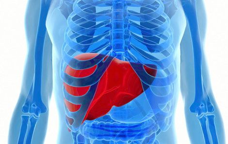 Játra jsou největším orgánem v břiše a váží kolem kilogramu a půl.