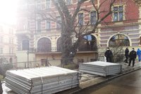 Nekonečný boj o javor v centru města. Praha Sobě chce svolat další mimořádné zasedání rady