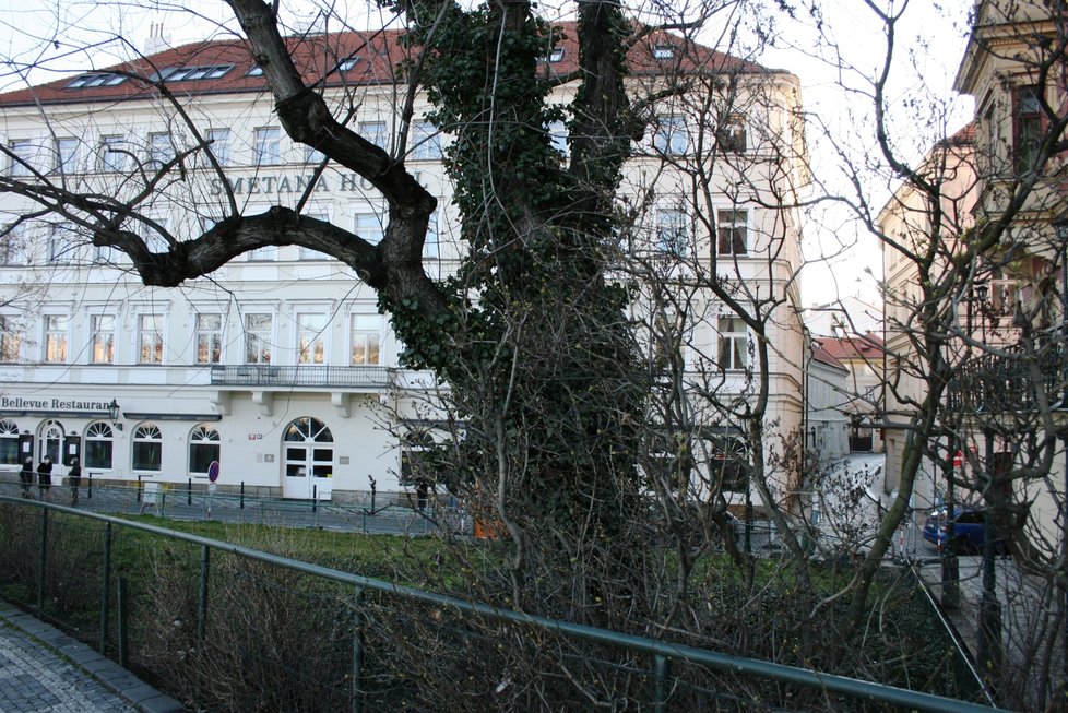 Na nábřeží nedaleko Karlových lázní se sešel protest proti kácení javoru. V místech, kde stojí, by měl vzniknout průchod směrem k řece. 