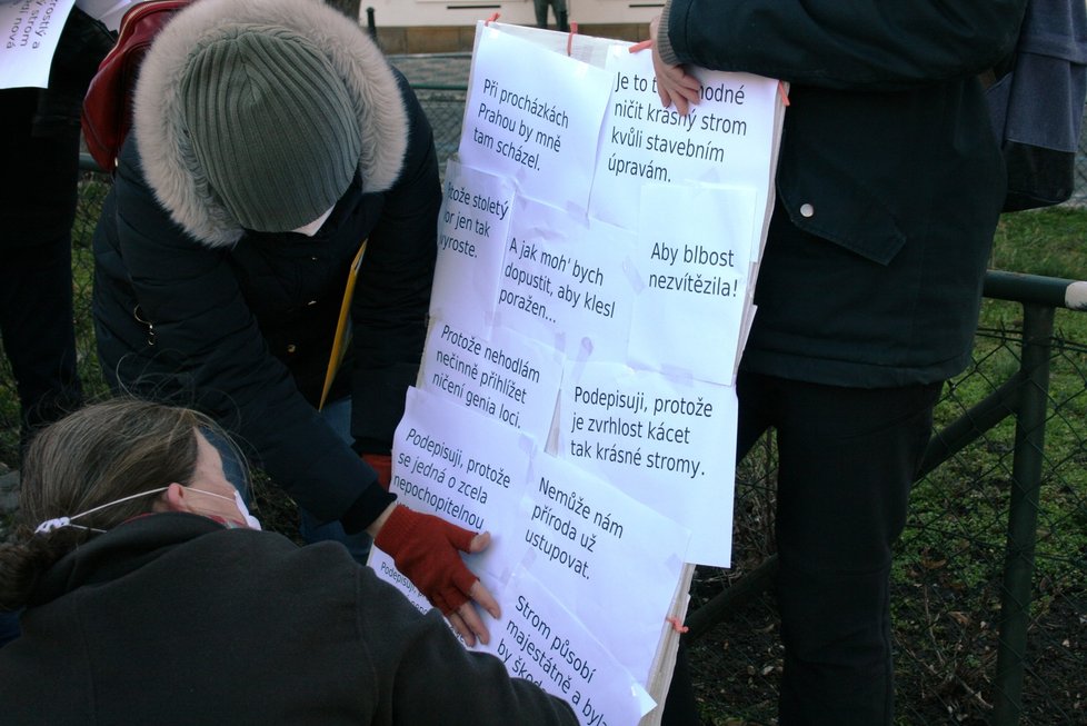 Na nábřeží nedaleko Karlových lázní se sešel protest proti kácení javoru. V místech, kde stojí, by měl vzniknout průchod směrem k řece. 