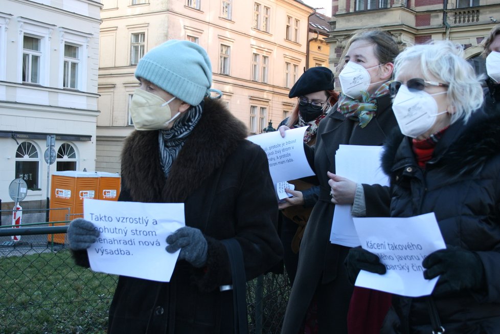 Na nábřeží nedaleko Karlových lázní se sešel protest proti kácení javoru. V místech, kde stojí, by měl vzniknout průchod směrem k řece.