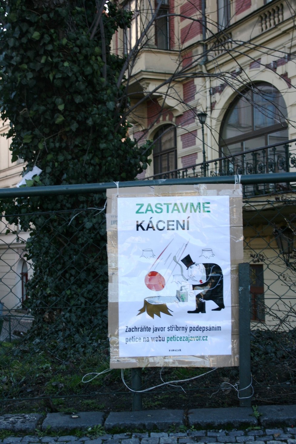 Asi padesát lidí dnes v Praze na Smetanově nábřeží demonstrovalo proti plánu radnice Prahy 1 pokácet vzrostlý javor stříbrný.