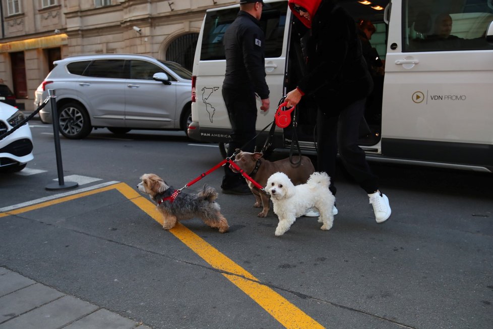 Jean-Claude van Damme v Praze i se čtyřmi psy, jedním vlastním a třemi kamarádčinými
