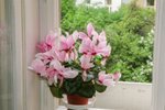 Cyclamen persicum hybrid