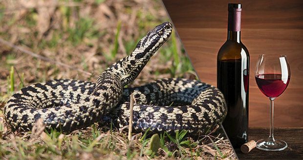 Směs hadího jedu, vína a bylin měla prý zázračné účinky.