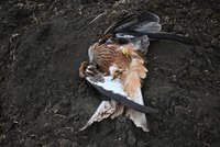 Zakázaným karbofuranem otrávili dravce na Hodonínsku: Luňák i káně uhynuli v křečích