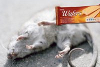 Nebezpečí z Polska: V dalších sušenkách našli jed na potkany!