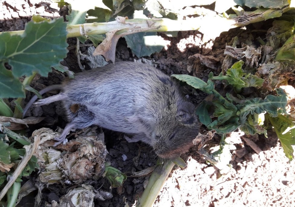 Jeden z hrabošů nalezených v řepce nedaleko otrávené káně u Vraclavi. Mrtvých hrabošů byly na poli s řepkou desítky. Mezi rostlinami byly rozhozené otrávené granule.