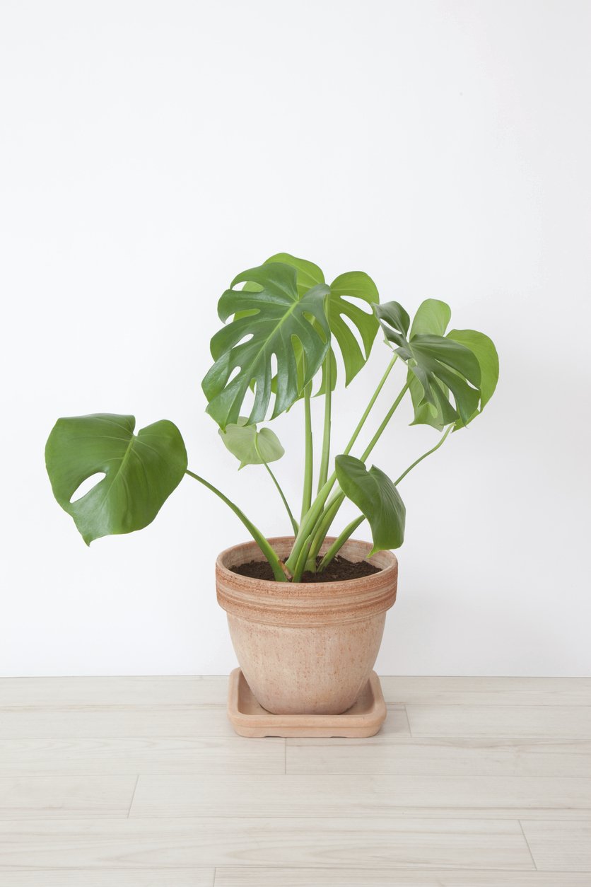 Monstera