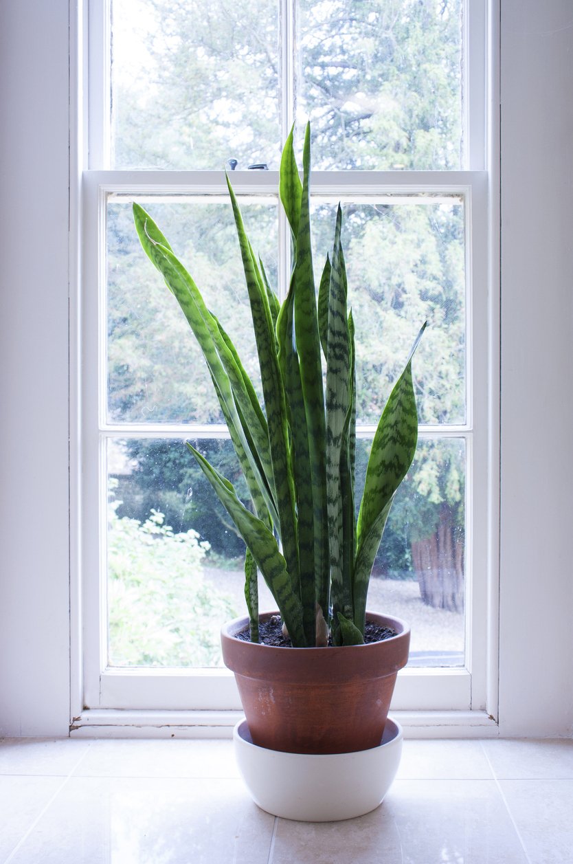 Tchýnin jazyk (Sansevieria) z čeledi agávovitých obsahují alkaloidy a saponiny, které po požití způsobují podráždění trávicího traktu.