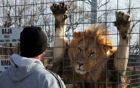 Kimba v »hovoru« se svým páníčkem. „Nevíš, kudy se jede na Madagaskar?“