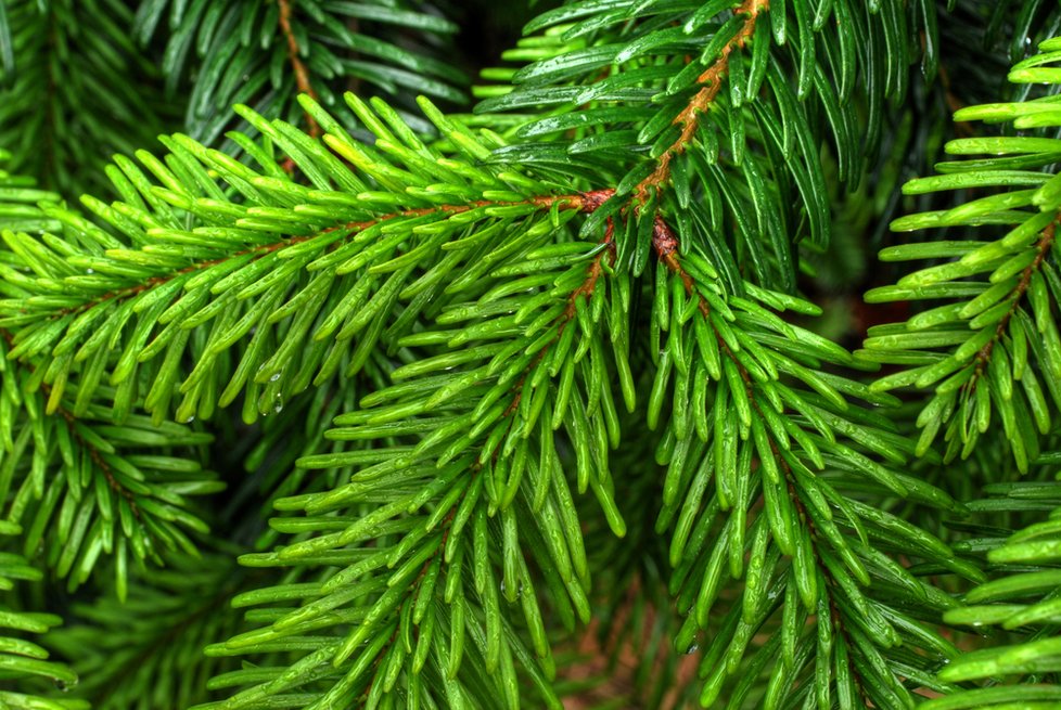 Ceny vánočních stromků i jejich prodej letos zůstanou na loňské úrovni.