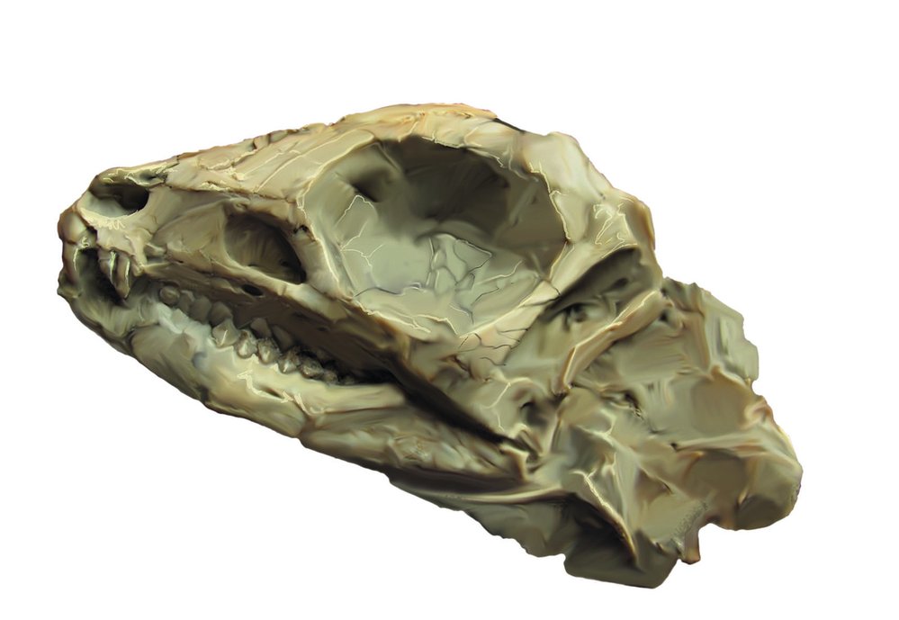 Lebka jeholosaura byla dlouhá jen jako lidský malíček