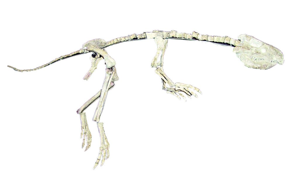 Dospělí jedinci jeholosaurů pravděpodobně chránili svá mláďata před dravými teropody