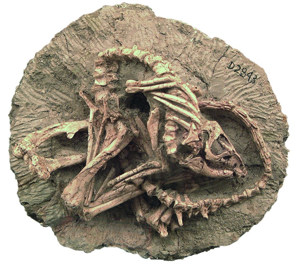 Fosilní kostry jeholosaurů z Liao-ningu vynikají kvalitou svého dochování