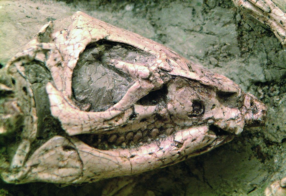 Zuby jeholosaurů dokázaly zpracovat kvanta rostlinné potravy