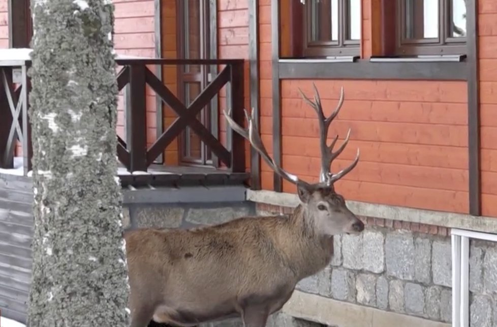 Jelen žije mezi domy v Tatranských Zruboch už léta, místní jsou zvyklí jej dokrmovat pamlsky.