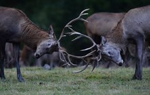 Troubení v českých lesích: Jeleni vábí laně a měří síly se soky