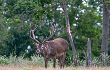 Pytlák zastřelil jeleny, daňka i laň: 200 tisíc za dopadení!