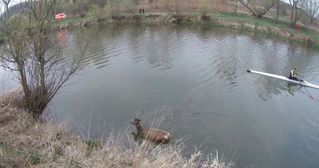 Hasiči spolu s vodáky zachránila jelena, který plaval v řece.