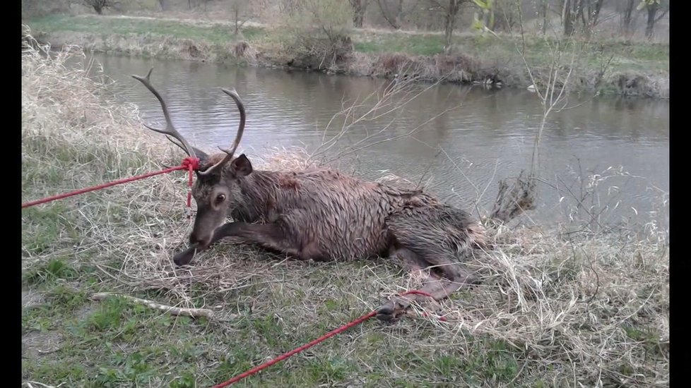 Hasiči spolu s vodáky zachránila jelena, který plaval v řece.