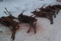 Skupinu Dánů stíhá policie: Na jihu Čech nelegálně zastřelili vzácné jeleny. Češi je kryli