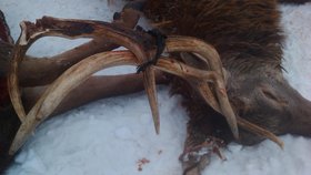 Skupina pěti Dánů zastřelila na Jindřichohradecku nelegálně šest jelenů