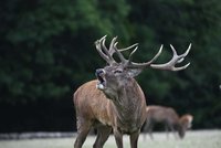Lovec upytlačil statného dvanácteráka: Povolení neměl na trofejní kus
