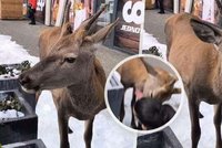 Hra na Sněhurku se zvrhla: Turistku v Tatrách napadl jelen
