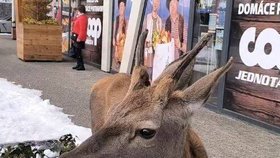 Turistku v Tatrách při krmení napadl jelen.