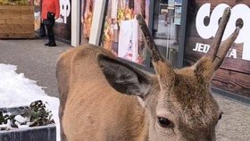 Turistku v Tatrách při krmení napadl jelen.