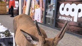Turistku v Tatrách při krmení napadl jelen.