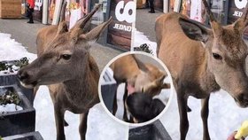 Turistku v Tatrách při krmení napadl jelen.