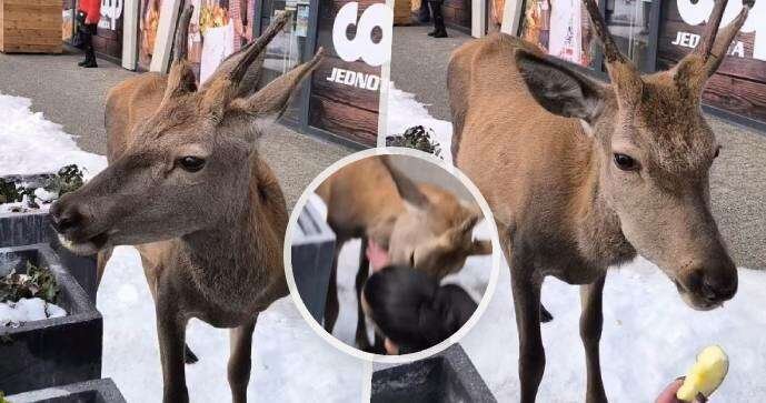 Turistku v Tatrách při krmení napadl jelen.