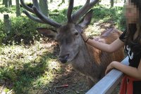 Zastřelí Standu? Národní park Šumava řeší, co s jelenem, který se nebojí lidí