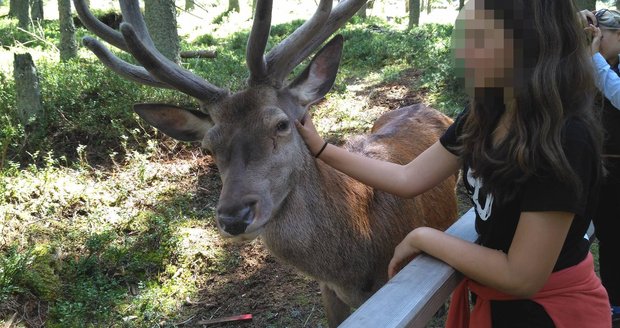 Zastřelí Standu? Národní park Šumava řeší, co s jelenem, který se nebojí lidí