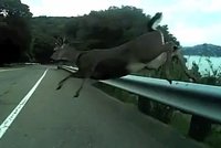 Drsné video: »Létající jelen« poslal cyklistu k zemi!