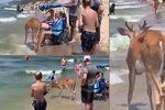 Nebojácný jelen se přišel mezi lidi „vykoupat“ na pláž u jezera. Zůstal s nimi přes půl hodiny