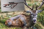 Konec pátrání po jelenovi s brokovnicí: Zvíře pušku zahodilo i s parohy