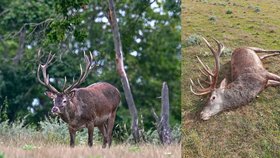 Snímek jelena z Pálavy ze srpna...a z října 2021. Lesníci za dopadení pytláka vypsali odměnu 200 tisíc korun.