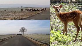 Jeleni sika jsou druhem, který byl do Čech zavlečen z Japonska. U nás se jim daří, jak dokazuje i video řidiče, který zachytil obří stádo na Plzeňsku