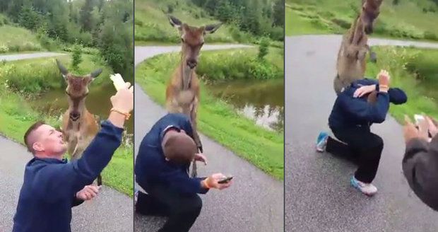 Jelen na Slovensku brutálně napadal turisty: Za kopance ho i s kamarádem uspali