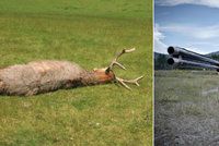Majestátního pána lesů skolil na Šumpersku pytlák: Unikátní jelen podlehl střelnému poranění