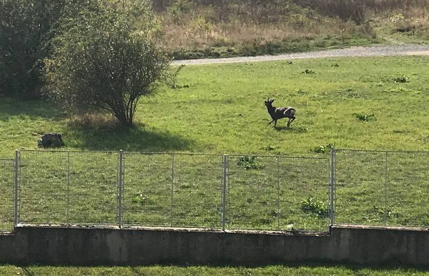 Jelen zaběhl do areálu vodárny, museli kvůli němu rozebrat kus plotu.