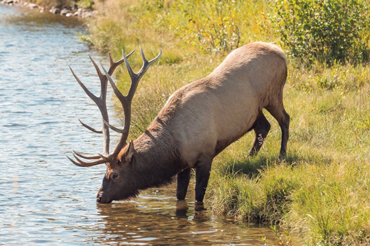 Jelen wapiti (Cervus canadensis) patří mezi největší jeleny tohoto rodu