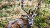 Pytlákovi z Berounska hrozí vězení: Zastřelil jelena